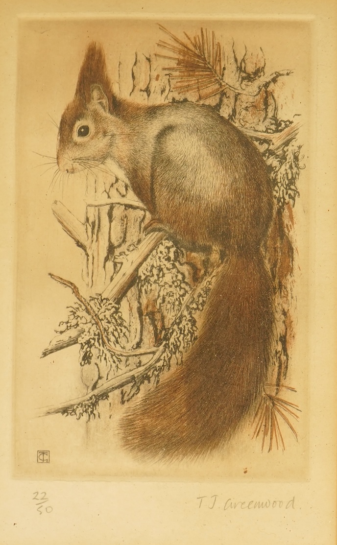 Timothy J. Greenwood (b.1947), Studies of a fox and squirrel, signed in pencil, two limited edition drypoint etchings, 23 x 18cm